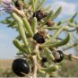 Fresh Feral Organic Black Goji Berry Herbs 20 PCS Seeds