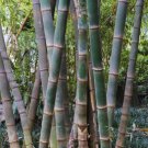 Fresh Giant Bamboo Seeds Dendrocalamus Giganteus 100 PCS Seeds