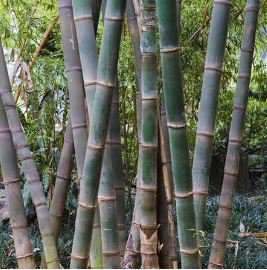 Fresh Giant Bamboo Seeds Dendrocalamus Giganteus 100 PCS Seeds