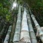 Fresh Giant Bamboo Seeds Dendrocalamus Giganteus 100 PCS Seeds