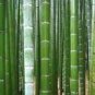 Fresh Giant Bamboo Seeds Dendrocalamus Giganteus 100 PCS Seeds