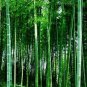 Fresh Giant Bamboo Seeds Dendrocalamus Giganteus 100 PCS Seeds