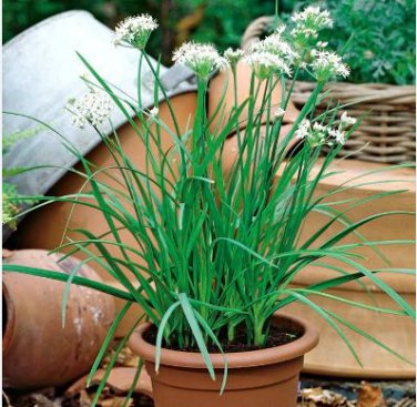 Fresh Garlic Chives Seeds Allium Tuberosum Chinese Chives 50 PCS Seeds