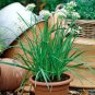 Fresh Garlic Chives Seeds Allium Tuberosum Chinese Chives 50 PCS Seeds