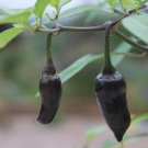 Fresh Hungarian Black Hot Chili Pepper Capsicum fruitescens 20 PCS Seeds Fresh Hungarian Black Hot Chili Pepper Capsicum fruitescens 20 PCS Seeds