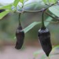 Fresh Hungarian Black Hot Chili Pepper Capsicum fruitescens 20 PCS Seeds