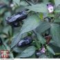 Fresh Hungarian Black Hot Chili Pepper Capsicum fruitescens 20 PCS Seeds