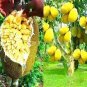 Fresh Jackfruit Fruit 5 PCS Seeds