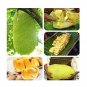 Fresh Jackfruit Fruit 5 PCS Seeds