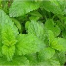 Fresh Lemon Mint Herbs Balm Heirloom 40 PCS Seeds Fresh Lemon Mint Herbs Balm Heirloom 40 PCS Seeds
