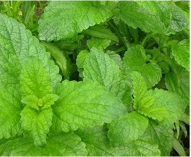 Fresh Lemon Mint Herbs Balm Heirloom 40 PCS Seeds
