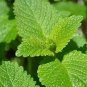 Fresh Lemon Mint Herbs Balm Heirloom 40 PCS Seeds