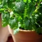 Fresh Lemon Mint Herbs Balm Heirloom 40 PCS Seeds