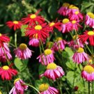 Fresh Mix Pyrethrum Robinsons Colorful Flowers Tanacetum Coccineum 60 PCS Seeds