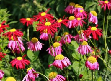 Fresh Mix Pyrethrum Robinsons Colorful Flowers Tanacetum Coccineum 60 PCS Seeds