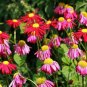 Fresh Mix Pyrethrum Robinsons Colorful Flowers Tanacetum Coccineum 60 PCS Seeds