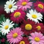 Fresh Mix Pyrethrum Robinsons Colorful Flowers Tanacetum Coccineum 60 PCS Seeds