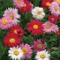 Fresh Mix Pyrethrum Robinsons Colorful Flowers Tanacetum Coccineum 60 PCS Seeds