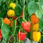 Fresh Mix Sweet Bell Pepper 20 PCS Seeds