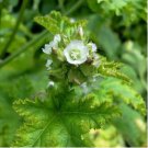 Fresh Organic Edible Chinese Mallow Vegetable 20 PCS Seeds Fresh Organic Edible Chinese Mallow Vegetable 20 PCS Seeds