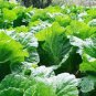 Fresh Organic Edible Chinese Mallow Vegetable 20 PCS Seeds