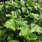 Fresh Organic Edible Chinese Mallow Vegetable 20 PCS Seeds