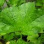 Fresh Organic Edible Chinese Mallow Vegetable 20 PCS Seeds