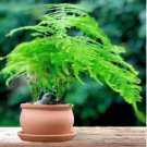 Fresh Perennial Asparagus Fern 8 PCS Seeds