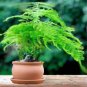 Fresh Perennial Asparagus Fern 8 PCS Seeds