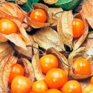 Fresh Perennial Physalis Cape Gooseberry 50 PCS Seeds