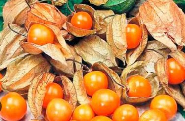 Fresh Perennial Physalis Cape Gooseberry 50 PCS Seeds