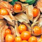 Fresh Perennial Physalis Cape Gooseberry 50 PCS Seeds