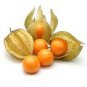 Fresh Perennial Physalis Cape Gooseberry 50 PCS Seeds