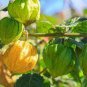 Fresh Perennial Physalis Cape Gooseberry 50 PCS Seeds