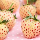 Fresh Pineberry Seeds Professional Pack 500 PCS Seeds Fresh Pineberry Seeds Professional Pack 500 PCS Seeds