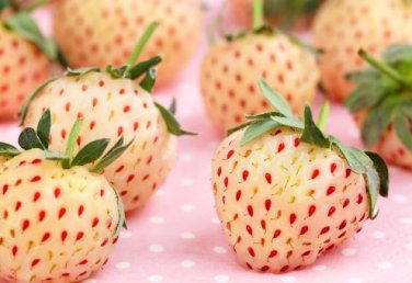 Fresh Pineberry Seeds Professional Pack 500 PCS Seeds