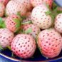 Fresh Pineberry Seeds Professional Pack 500 PCS Seeds