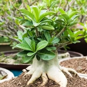 Fresh Real Adenium oleifolium 100 PCS Seeds