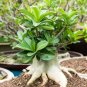 Fresh Real Adenium oleifolium 100 PCS Seeds