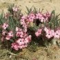 Fresh Real Adenium oleifolium 100 PCS Seeds