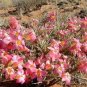Fresh Real Adenium oleifolium 100 PCS Seeds