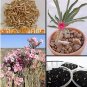 Fresh Real Adenium oleifolium 100 PCS Seeds