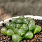 Fresh Real Haworthia cooperi Baker Plant 50 PCS Seeds