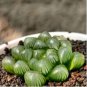 Fresh Real Haworthia cooperi Baker Plant 50 PCS Seeds