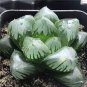 Fresh Real Haworthia cooperi Baker Plant 50 PCS Seeds