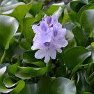 Fresh Real shuihulu semillas Eichhornia crassipes Aquatic Plants sementes 100 PCS Seeds