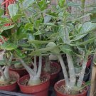 Fresh Red Adenium Desert Rose Bonsai 2 PCS Seeds Fresh Red Adenium Desert Rose Bonsai 2 PCS Seeds