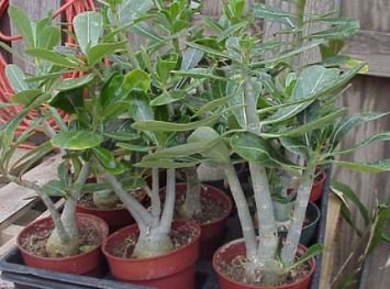 Fresh Red Adenium Desert Rose Bonsai 2 PCS Seeds