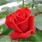 Fresh Red Chinese Rose Flower 20 pcs Seeds Fresh Red Chinese Rose Flower 20 pcs Seeds