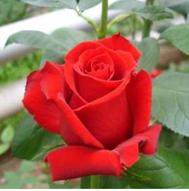 Fresh Red Chinese Rose Flower 20 pcs Seeds